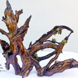 Item 243-G: 20” tall x 24” x 7.5” conjoined roots sculpture made from a longtime dead and dry Ponderosa pine tree