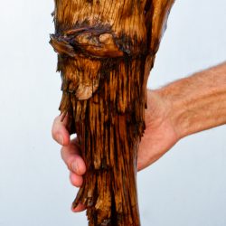 Item 243-F: 18” tall and 5 to 7” wide. An irregular an largely "natural" Ponderosa pine knot that was sculpted into a decorative vase. The tree had been down and dead for years in the mostly dry mountains of Central Oregon.