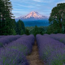 Mt. Hood - Oregon Lavender Farm