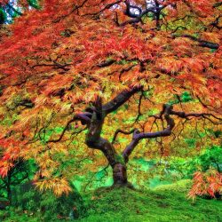 Japanese Maple - Portland Japanese Garden