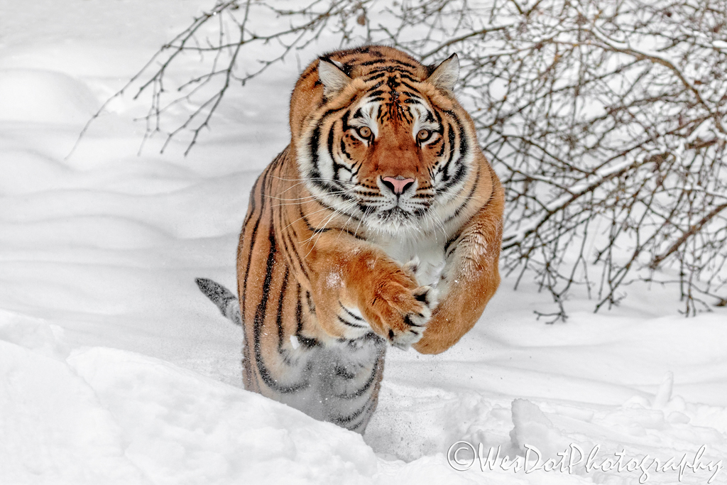 Photograph of a tiger in the snow charging forward