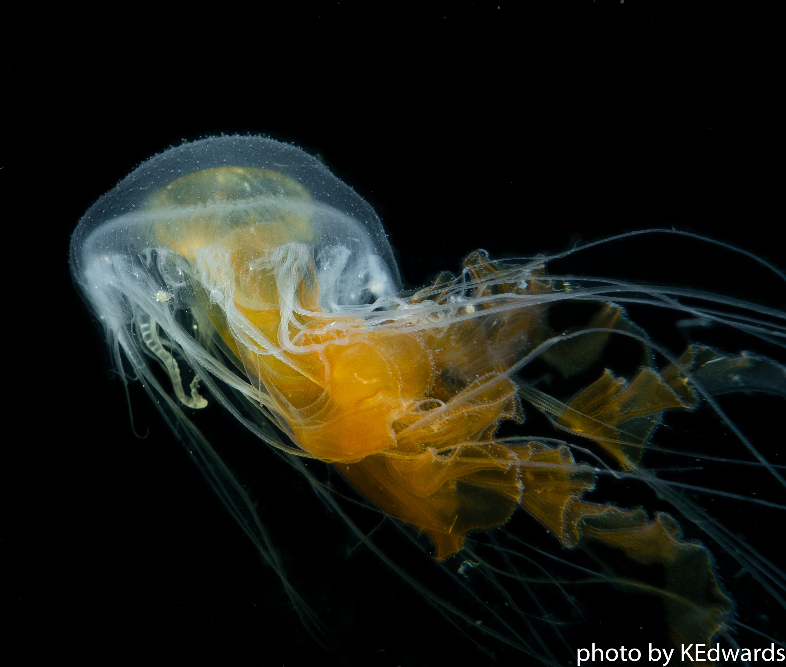 Egg Yolk Jellyfish - photo taken in Hood Canal, Washington