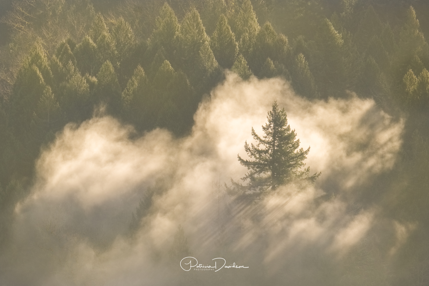 Lone Tree & Fog - Oregon